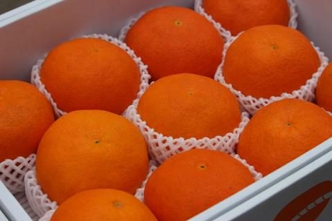 甘平　４kg（数量限定）