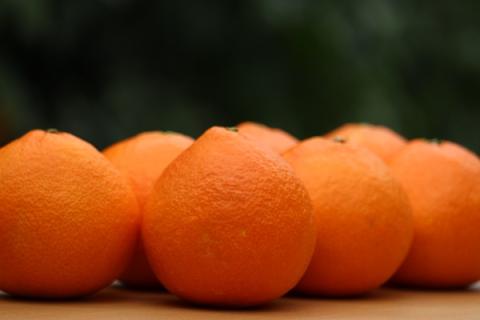 宇和のマドンナ　M～L寸（数量限定）