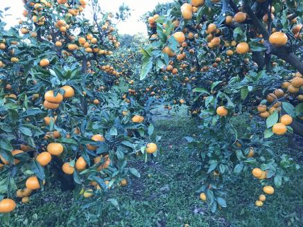 いのうえ農園直送西宇和産温州みかん（宮川早生） 5kg