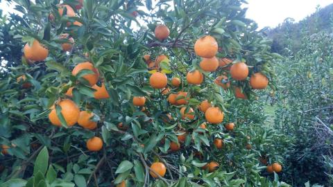 安樹屋　愛媛県明浜産　ポンカン　10kg（家庭用）