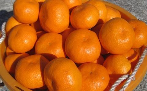 安樹屋　愛媛県明浜産　温州みかん（南柑20号） 10kg（家庭用）