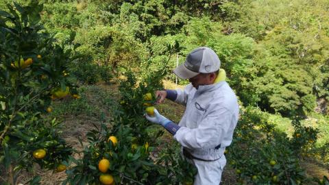 安樹屋　愛媛県明浜産　温州みかん（早生） 10kg（家庭用）