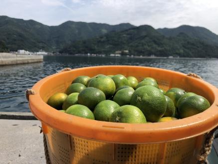安樹屋　愛媛県明浜産　極早生みかん　10kg（家庭用）
