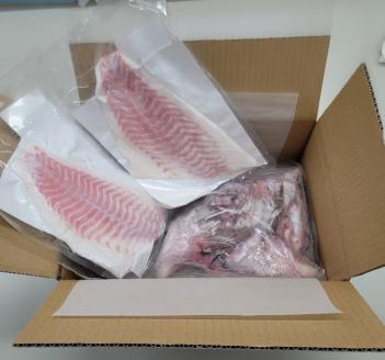 異次元の鮮度！宇和海産『超冷薫』冷凍真鯛カマ