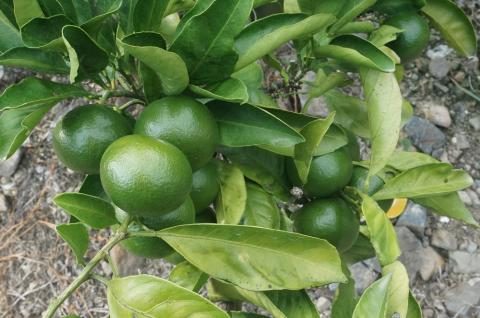 でん助農園の温州みかんリレー　訳あり　３回定期便（極早生・早生・中生）