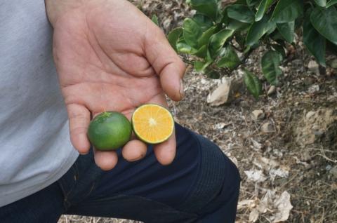 愛媛県西宇和産　でん助みかん（極早生）5kg　ご家庭用