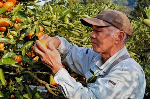 山徳農園「温州みかん」5kg（数量限定）