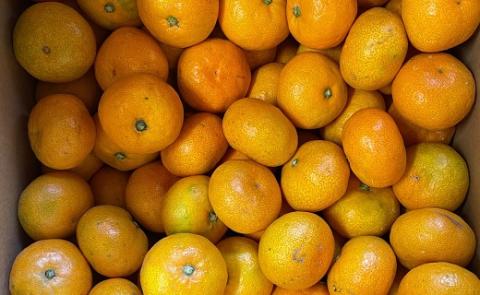 明浜産 浜のみかん屋直送 温州みかん 贈答用（5kg）