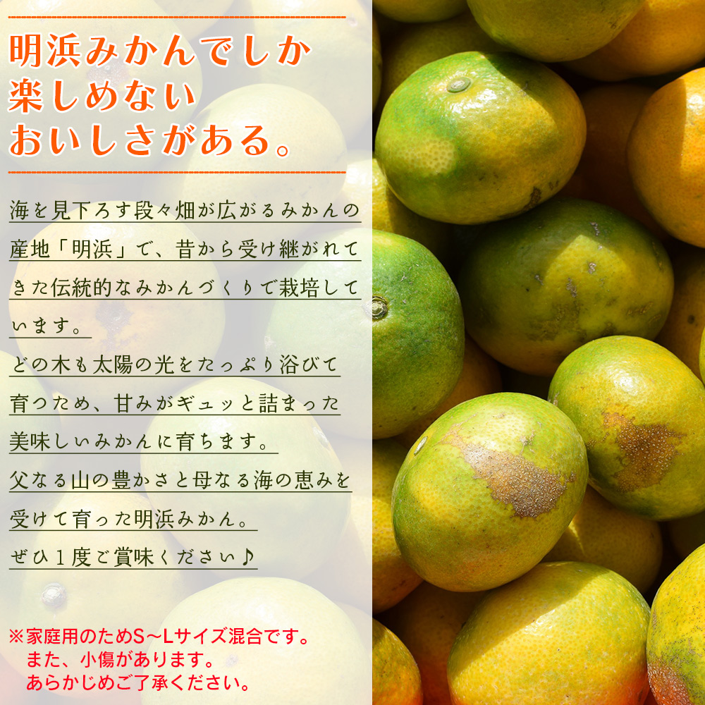 ＜天晴みかん 極早生 ご家庭用 約3kg＞ 柑橘 果物 フルーツ 期間限定 季節限定 特産品 温州みかん 家庭用 自宅用 ジャム サラダ 株式会社笑丸 愛媛県 西予市 約３kg（寄附額7,000円）