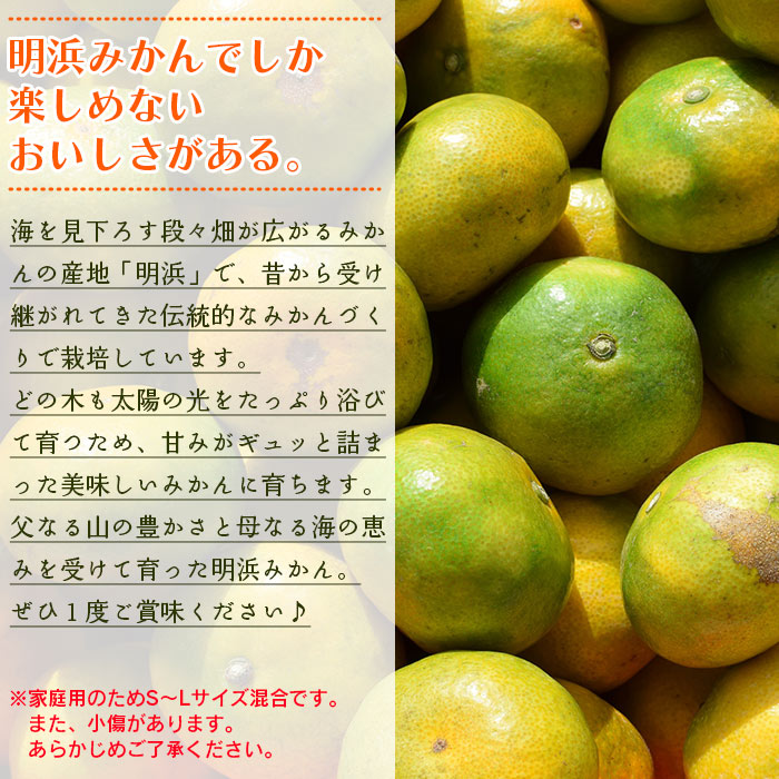 ＜天晴みかん 極早生 ご家庭用 約10kg＞ 柑橘 果物 フルーツ 期間限定 季節限定 特産品 温州みかん 家庭用 自宅用 ジャム サラダ 株式会社笑丸 愛媛県 西予市 約10kg（寄附額19,000円）
