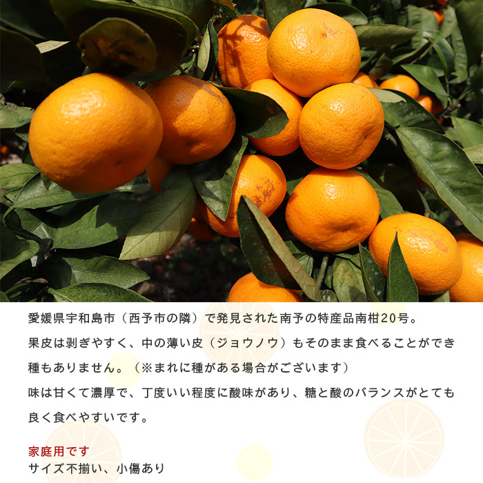 ＜愛媛県西予市産 温州みかん（南柑20号）家庭用 約10kg（サイズ不揃い・小傷あり）＞ 訳あり 果物 くだもの ミカン 柑橘 フルーツ 段畑みかん株式会社 愛媛県 西予市 約10kg（寄附額13,000円）