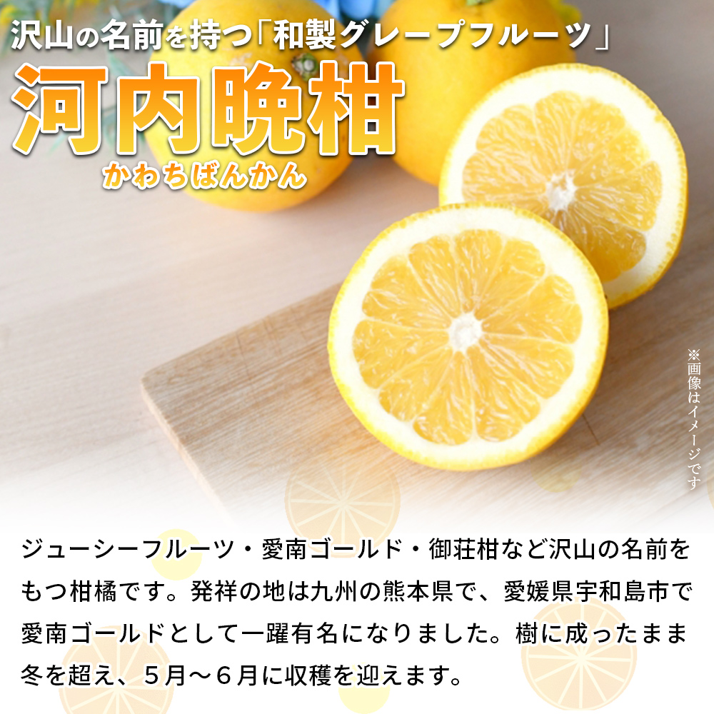＜河内晩柑 約7kg＞ 果物 くだもの みかん ミカン 柑橘 フルーツ かわちばんかん カワチバンカン ジューシーフルーツ 愛南ゴールド 御荘柑 国産 特産品 産地直送 段畑みかん株式会社 愛媛県 西予市