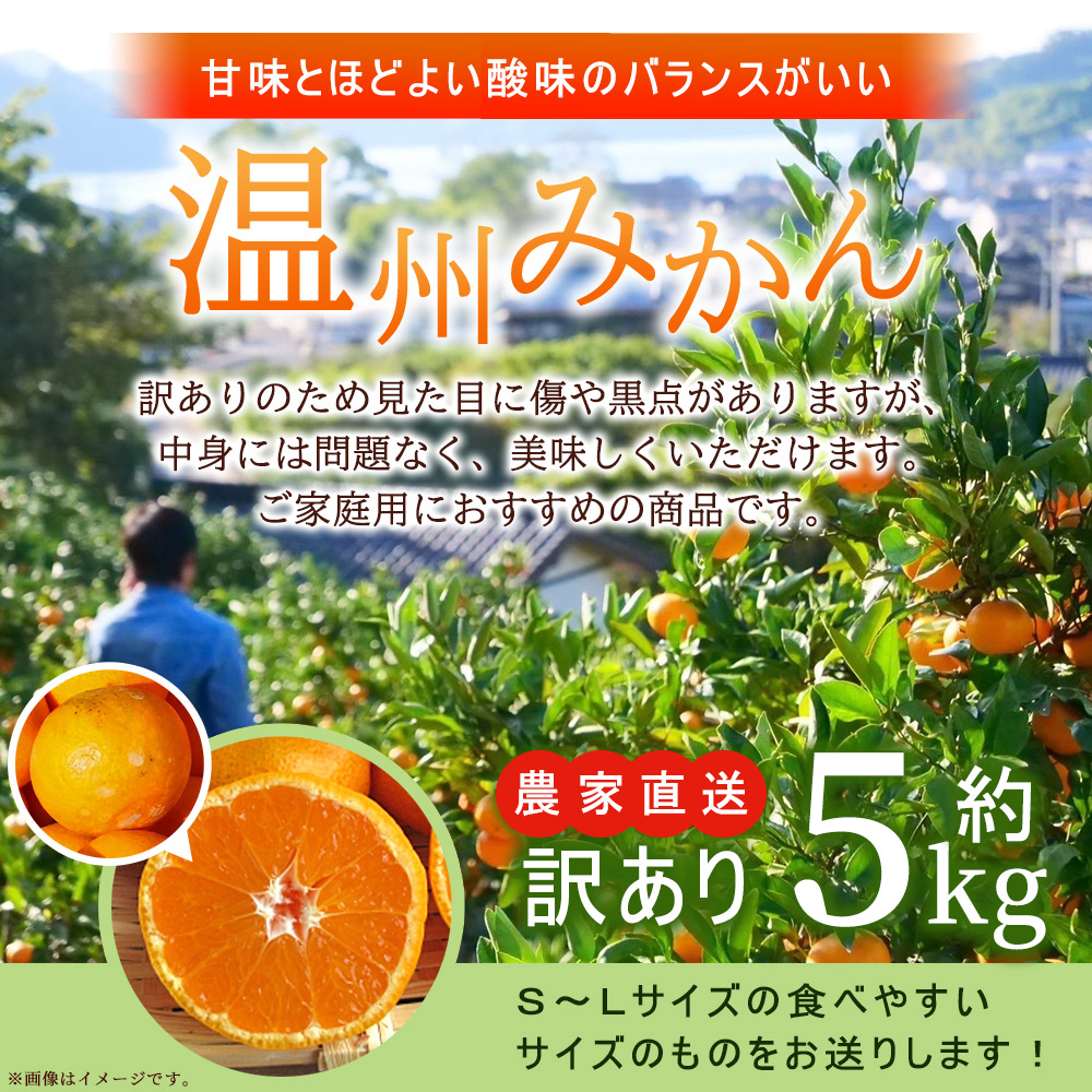 【初出店価格】明浜産　温州みかん　5kg　訳あり　愛媛みかん　農家直送　濱元柑橘農園