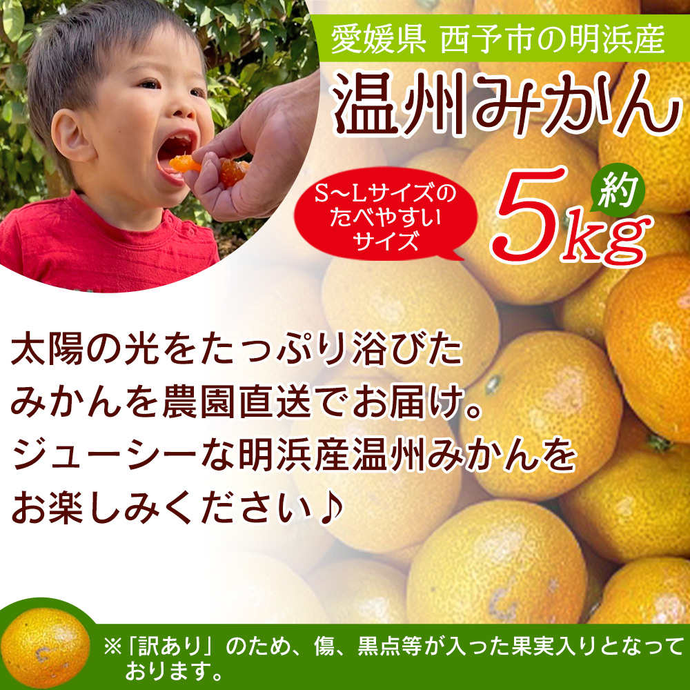 明浜産 浜のみかん屋直送 温州みかん 訳あり（5kg）