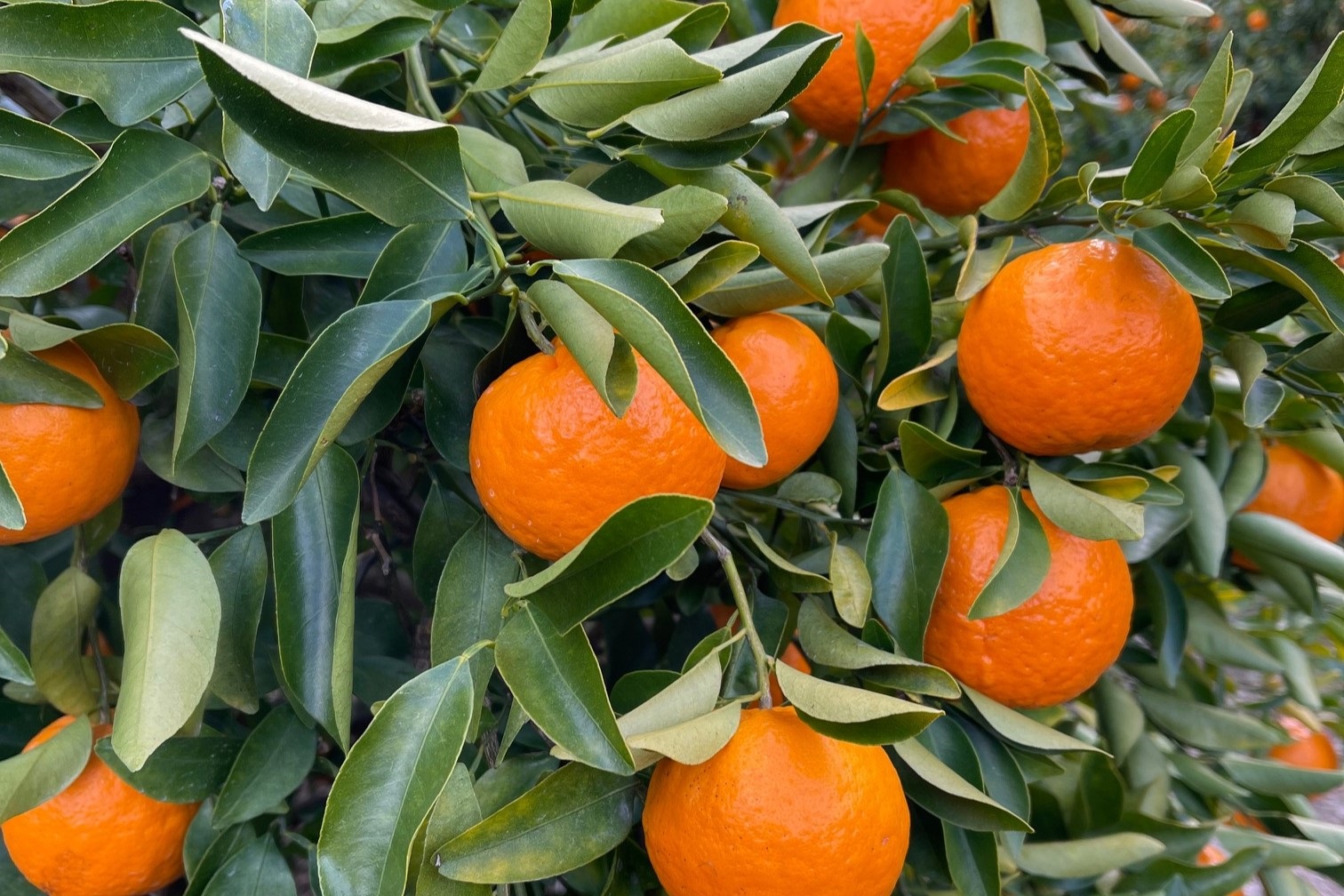明浜産 浜のみかん屋直送 ポンカン 訳あり（4.5kg）