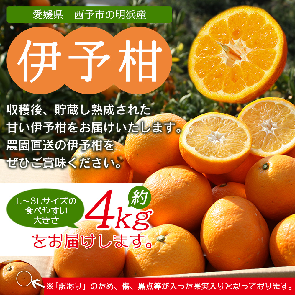 明浜産 浜のみかん屋直送 伊予柑 訳あり（４kg）