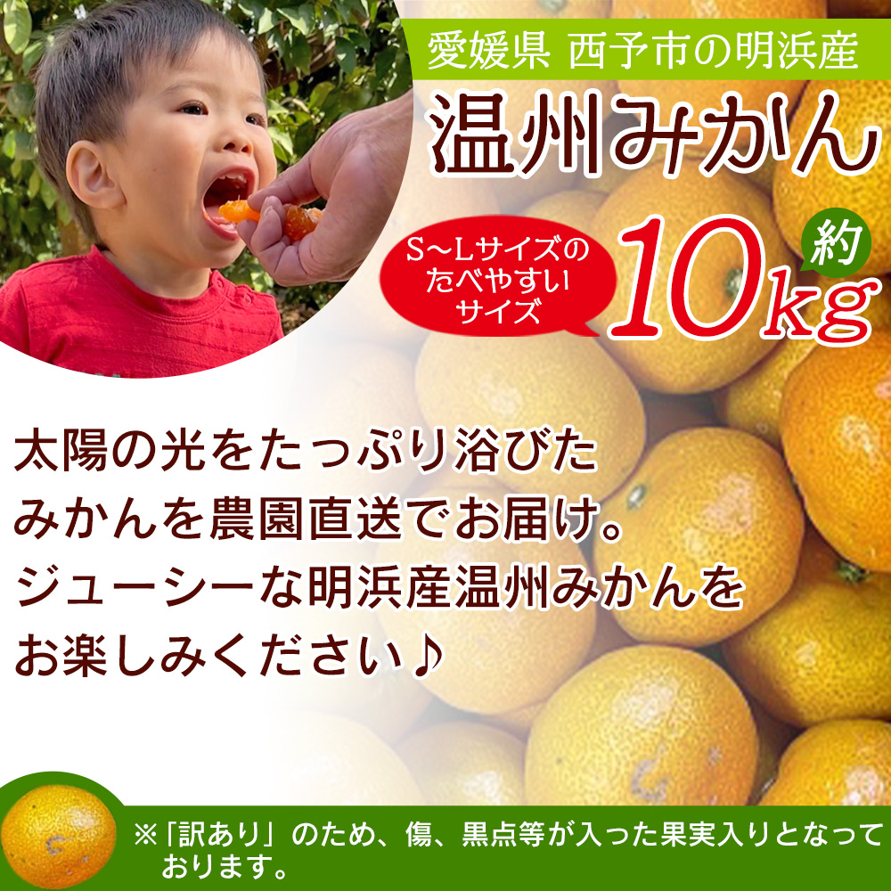 明浜産 浜のみかん屋直送 温州みかん 訳あり（10kg）