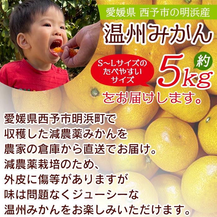 明浜産 浜のみかん屋直送 減農薬温州みかん（5kg）