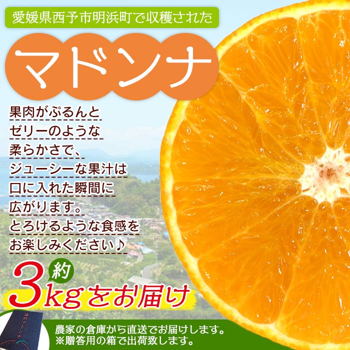 明浜産 浜のマドンナ 贈答用 約3kg