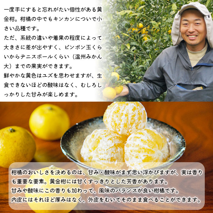 ＜無茶々園の黄金柑 約３kg（30～60玉）＞ フルーツ 果物 おうごんかん みかん ミカン 柑橘 愛媛県 西予市