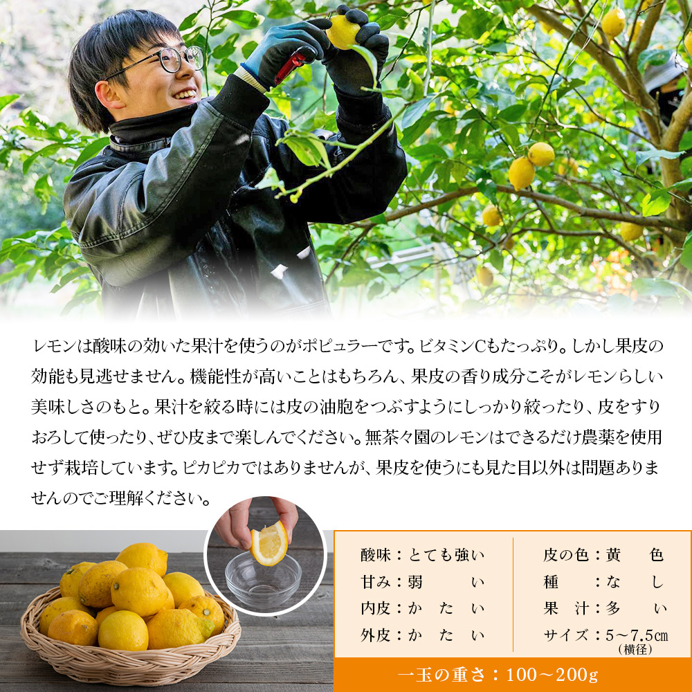 ＜無茶々園のレモン 約3kg＋レモンの本＞ フルーツ 果物 くだもの れもん 檸檬 柑橘 愛媛県 西予市