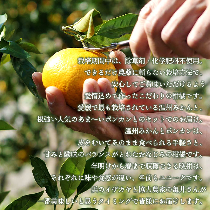 ＜旬をお届け！季節の柑橘 2回定期便（温州みかん約3kg・ポンカン約3kg）＞ミカン ぽんかん 蜜柑 果物 フルーツ 2種類 食べ比べ 手軽 特産品 二ノ宮商事 国産 愛媛県 西予市