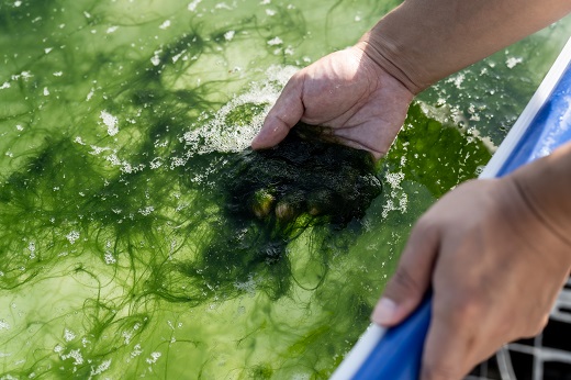 打ち抜き海水で育てた「すじ青のり」　原藻　３ｇ×５パック