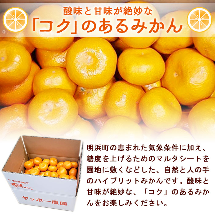 ＜産地直送！愛媛県明浜町産 温州みかん 約8kg＞ ミカン 蜜柑 柑橘類 フルーツ 果物 甘い おいしい おすそ分け ギフト 贈答 特産品 季節限定 期間限定 旬 宇都宮農園 愛媛県 西予市
