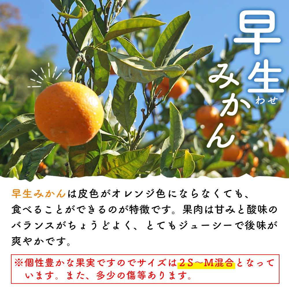 ＜浅井果樹園 温州みかん 約10kg（早生）＞ 柑橘 果物 フルーツ ミカン オレンジ ワセ 西宇和 愛媛県 西予市