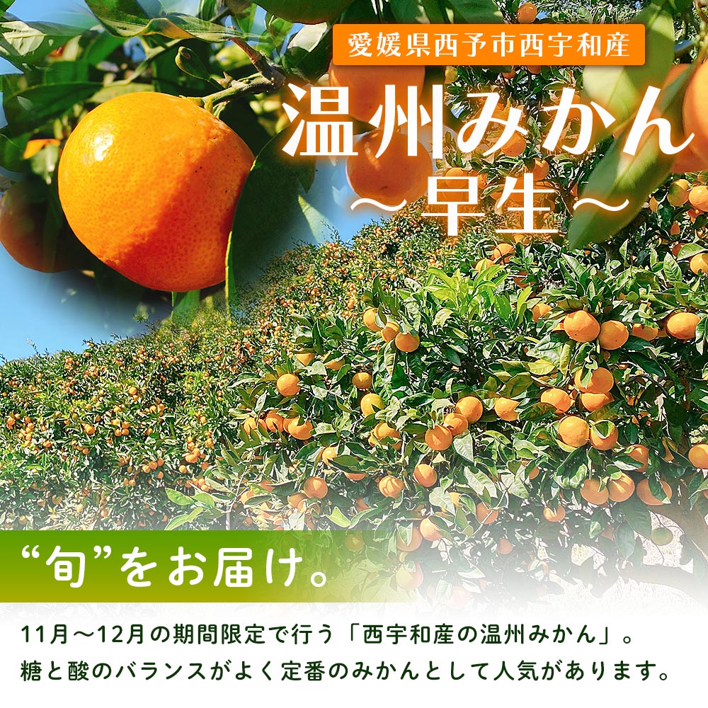 ＜ひさしげ農園直送 西宇和産 温州みかん 約5kg＞ 早生 温州みかん 温州ミカン 果物 くだもの みかん ミカン 柑橘 フルーツ 柑橘 果実 国産 5キロ 愛媛県産 特産品 ひさしげ農園 愛媛県 西予市