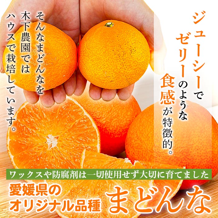 紅まどんなと同品種！＜木下さんちのまどんな 約2.5kg 家庭用＞ 柑橘 みかん ミカン 果物 くだもの フルーツ 不揃い 自宅用 愛媛果試第28号 マドンナ 西宇和 愛媛県 西予市 約2.5kg（寄附額13,000円）