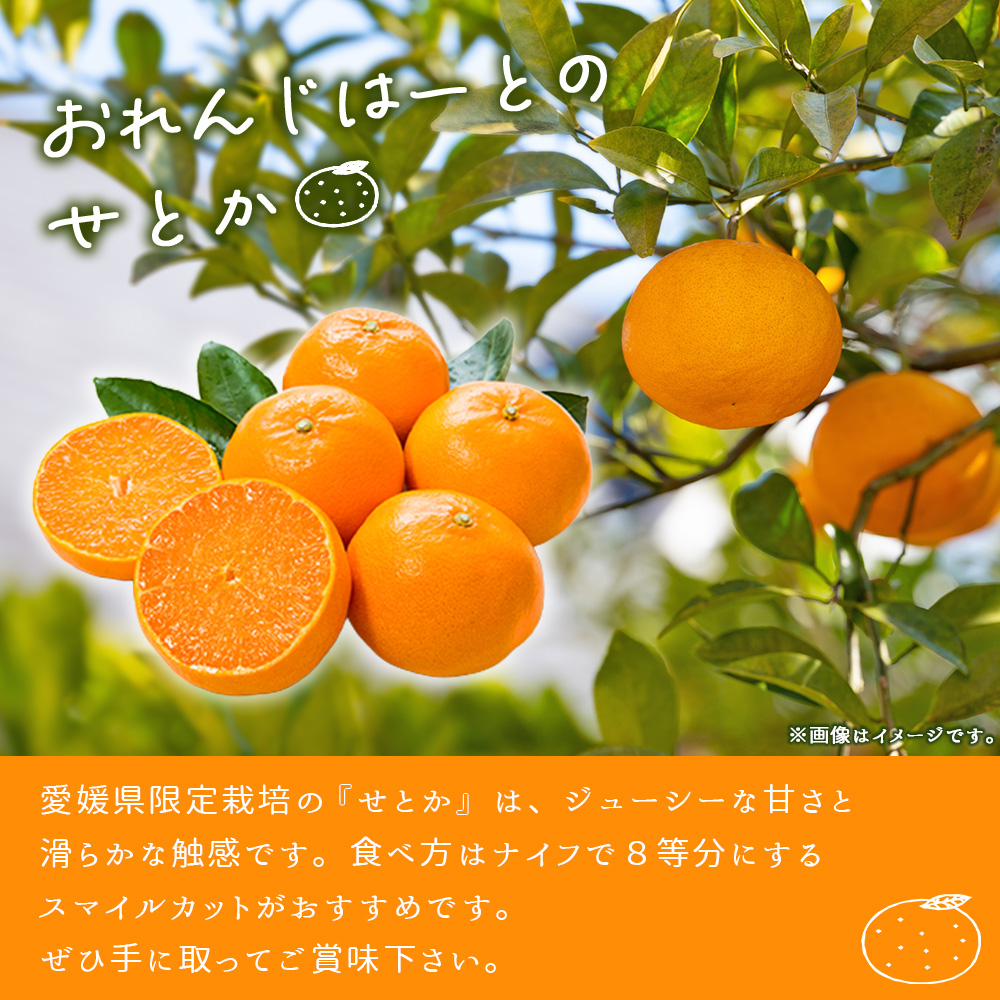 ＜せとか 家庭用 約2kg＞ 柑橘 みかん ミカン 蜜柑 果物 くだもの ジューシー 甘い なめらか フルーツ セトカ 訳あり ご自宅用 国産 大トロ 愛媛産 特産品 おれんじはーと 西宇和 愛媛県 西予市