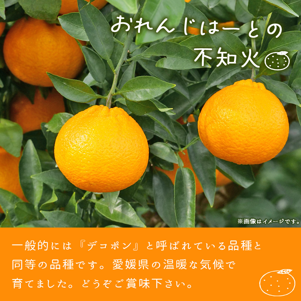 ＜不知火 家庭用 約2kg＞ 柑橘 みかん ミカン 蜜柑 果物 くだもの フルーツ しらぬい シラヌイ デコポン でこぽん 訳あり ご自宅用 国産 愛媛産 特産品 おれんじはーと 西宇和 愛媛県 西予市