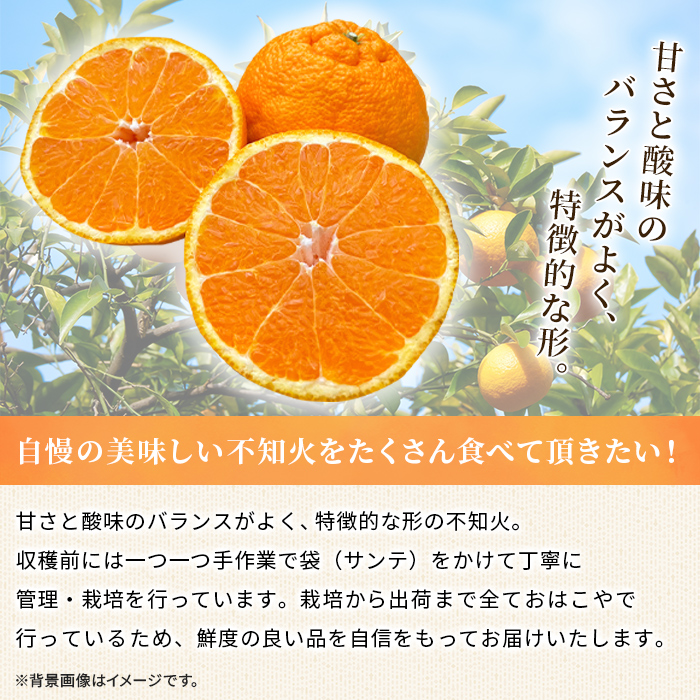 ＜おはこやがつくる おはこデコ（不知火）約3kg（L～3Lサイズ）＞ 果物 くだもの フルーツ 柑橘 蜜柑 ミカン しらぬい シラヌイ みかん 特産品 西宇和 愛媛県 西予市 約３kg（寄付額7,000円）
