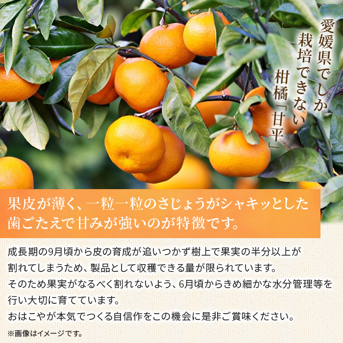 ＜おはこやがつくる 甘平 約3kg（L～3Lサイズ）＞ 果物 フルーツ 柑橘類 かんぺい カンペイ オレンジ みかん ミカン サイズ混合 おいしい 甘い 愛媛限定栽培 特産品 産地直送 西宇和 愛媛県 西予市 約３kg（寄附額12,000円）