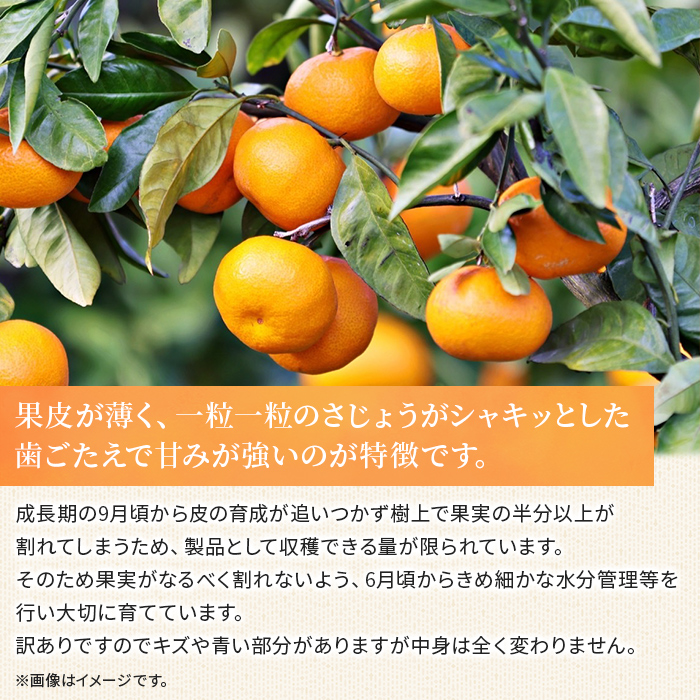 ＜訳あり おはこやがつくる 甘平 約3kg＞ ワケアリ 家庭用 自宅用 果物 くだもの 果実 フルーツ 柑橘類 かんぺい カンペイ みかん ミカン 蜜柑 特産品 西宇和 愛媛県 西予市