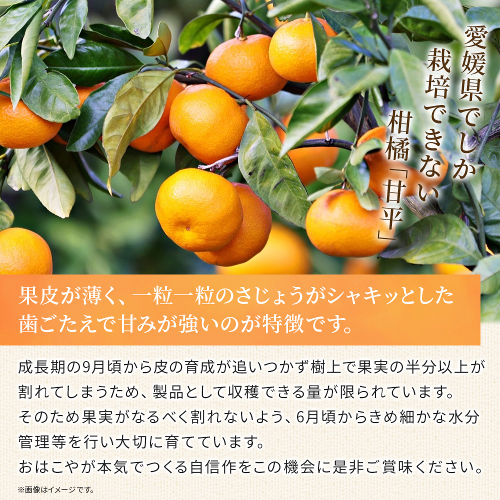 ＜おはこやがつくる 甘平 約2kg（L～3Lサイズ）＞ 果物 フルーツ 柑橘類 かんぺい カンペイ オレンジ みかん ミカン サイズ混合 おいしい 甘い 愛媛限定栽培 特産品 産地直送 西宇和 愛媛県 西予市 約２kg（寄附額8,000円）