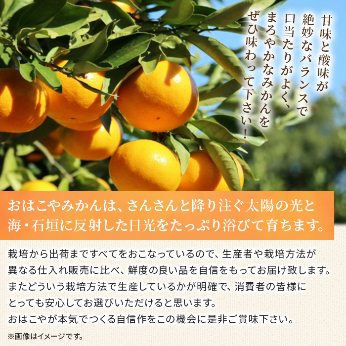 ＜おはこやがつくる 高品質みかん 約2kg（S～Lサイズ）＞ 果物 くだもの フルーツ 柑橘 みかん ミカン 蜜柑 まろやか 絶妙 特産品 西宇和 愛媛県 西予市 約２kg（寄附額5,000円）
