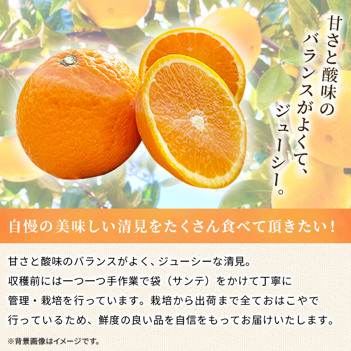 ＜おはこやがつくる 清見 約2kg（L～3Lサイズ）＞ 果物 くだもの フルーツ 柑橘 きよみ キヨミ きよみたんごーる 清見タンゴール 蜜柑 ミカン みかん 特産品 西宇和 愛媛県 西予市 約２kg（寄附額5,000円）