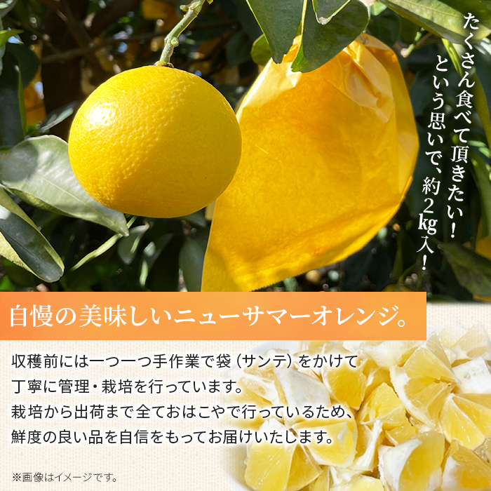 ＜おはこやがつくる ニューサマーオレンジ（日向夏） 約2kg（L～3Lサイズ）＞ 果物 くだもの フルーツ 柑橘 ミカン 蜜柑 みかん にゅーさまーおれんじ 小夏 特産品 西宇和 愛媛県 西予市 約２kg（寄附額5,000円）