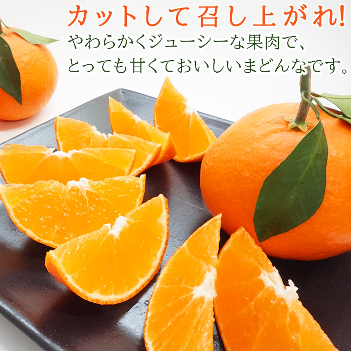 紅まどんなと同品種！＜山徳農園 「まどんな」 約4kg＞ 愛媛果試第28号 果物 くだもの マドンナ みかん ミカン 柑橘 フルーツ 産地直送 西宇和 愛媛県 西予市
