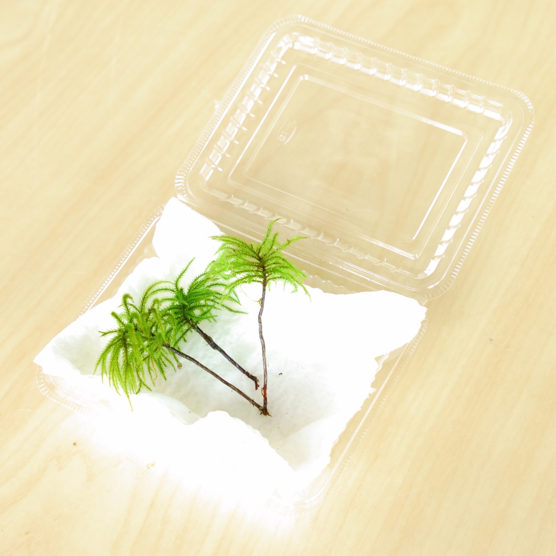 コウヤノマンネングサ [Climacium japonicum] 人工栽培品種 3本