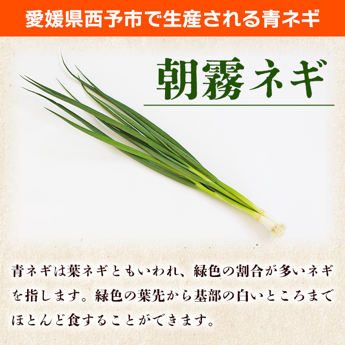＜愛媛県西予市産 朝霧ネギ 約2kg（80g入り×25袋）＞ 根無し 西予市産 愛媛県産 国産 野菜 やさい 青葱 青ネギ 青ねぎ 葉ネギ 葱 ねぎ 特産品 株式会社ノムランド 愛媛県 西予市