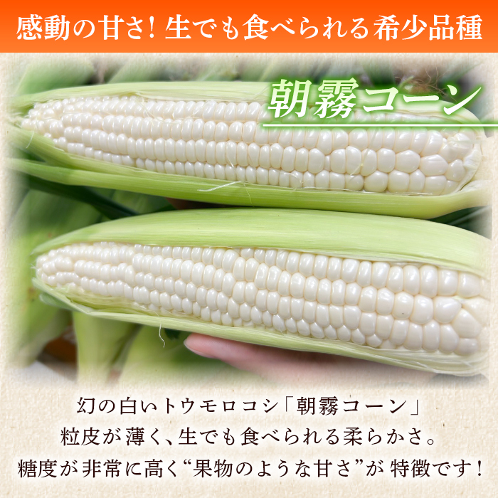 ＜朝霧（あさぎり）コーン 12本＞ 国産 雪の妖精 ホワイトコーン 白い 白 とうもろこし 幻のとうもろこし 生で食べられる 甘い 糖度が高い 朝霧コーン 野菜 株式会社ノムランド 愛媛県 西予市
