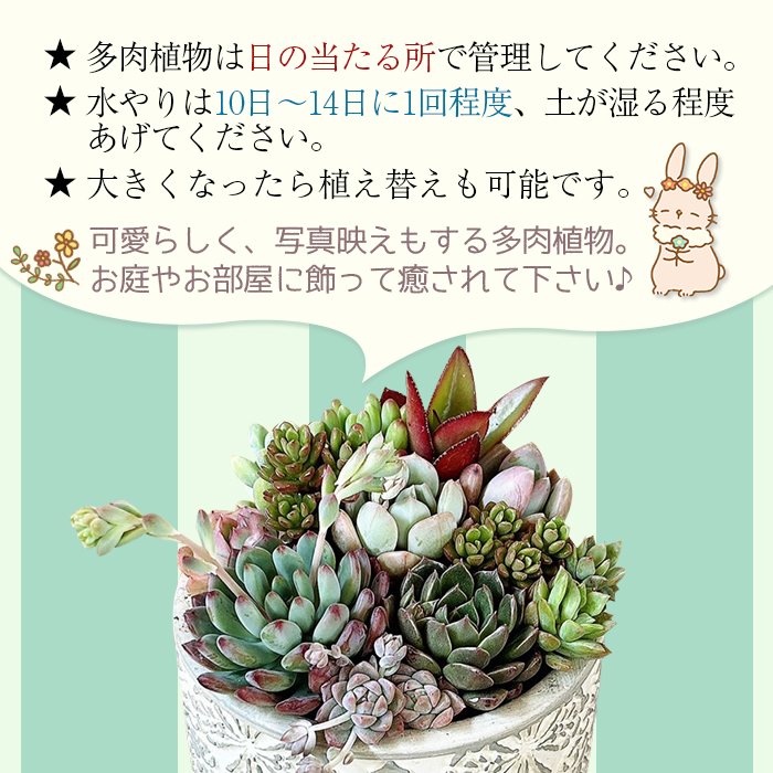 自家生産　多肉植物のオリジナル寄せ植え（約10種類）