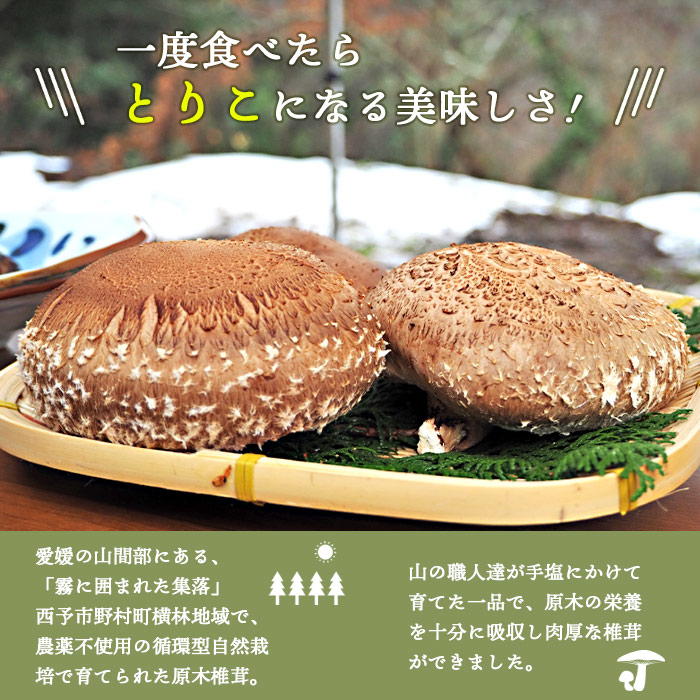＜原木 生椎茸「霧源（MUGEN）」約500g（6～8枚）芳醇な香りと肉厚の食感 愛媛県産＞ 肉厚 しいたけ キノコ きのこ 野菜 ジューシー 愛媛県 西予市