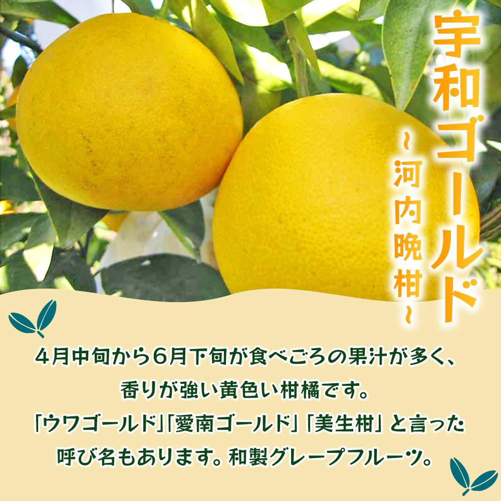＜宇和ゴールド 約7.5kg＞ 果物 フルーツ みかん ミカン オレンジ 柑橘 河内晩柑 愛南ゴールド 美生柑 特産品 JA えひめ南農業協同組合 愛媛県 西予市