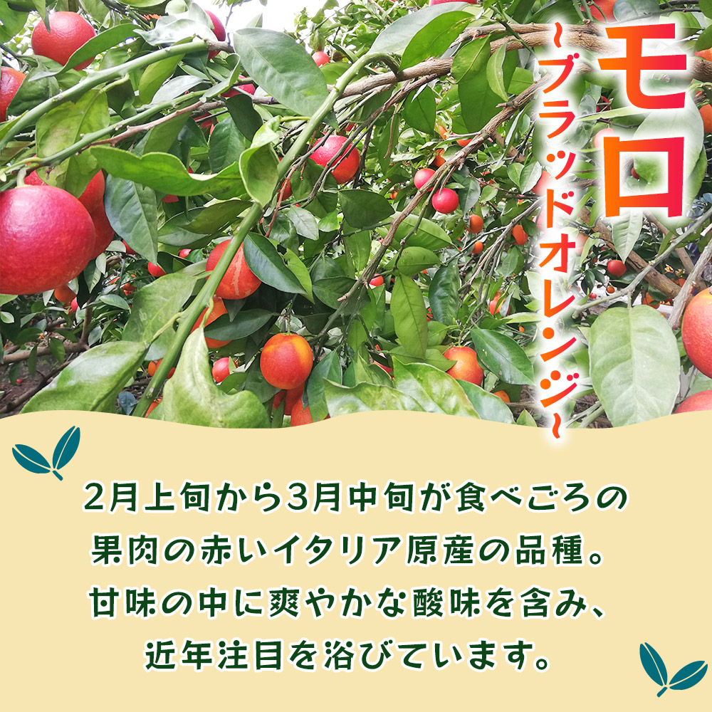 ＜モロ（ブラッドオレンジ）約5kg＞ 果物 フルーツ みかん ミカン オレンジ 柑橘 特産品 JA えひめ南農業協同組合 愛媛県 西予市