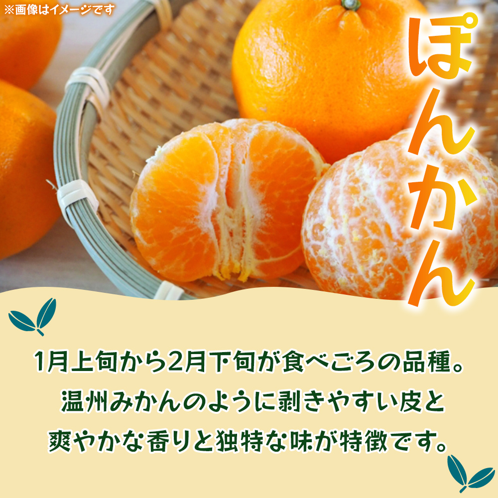 ＜ぽんかん 約10kg＞ 果物 フルーツ みかん ミカン オレンジ 柑橘 椪柑 ポンカン 特産品 JA えひめ南農業協同組合 愛媛県 西予市