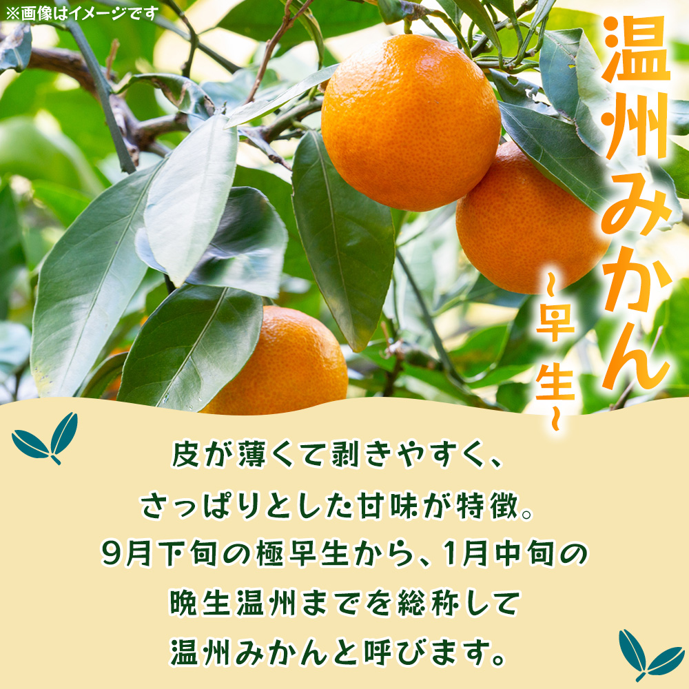 ＜温州みかん（早生）約10kg＞ 果物 フルーツ みかん ミカン オレンジ 柑橘 特産品 JA えひめ南農業協同組合 愛媛県 西予市